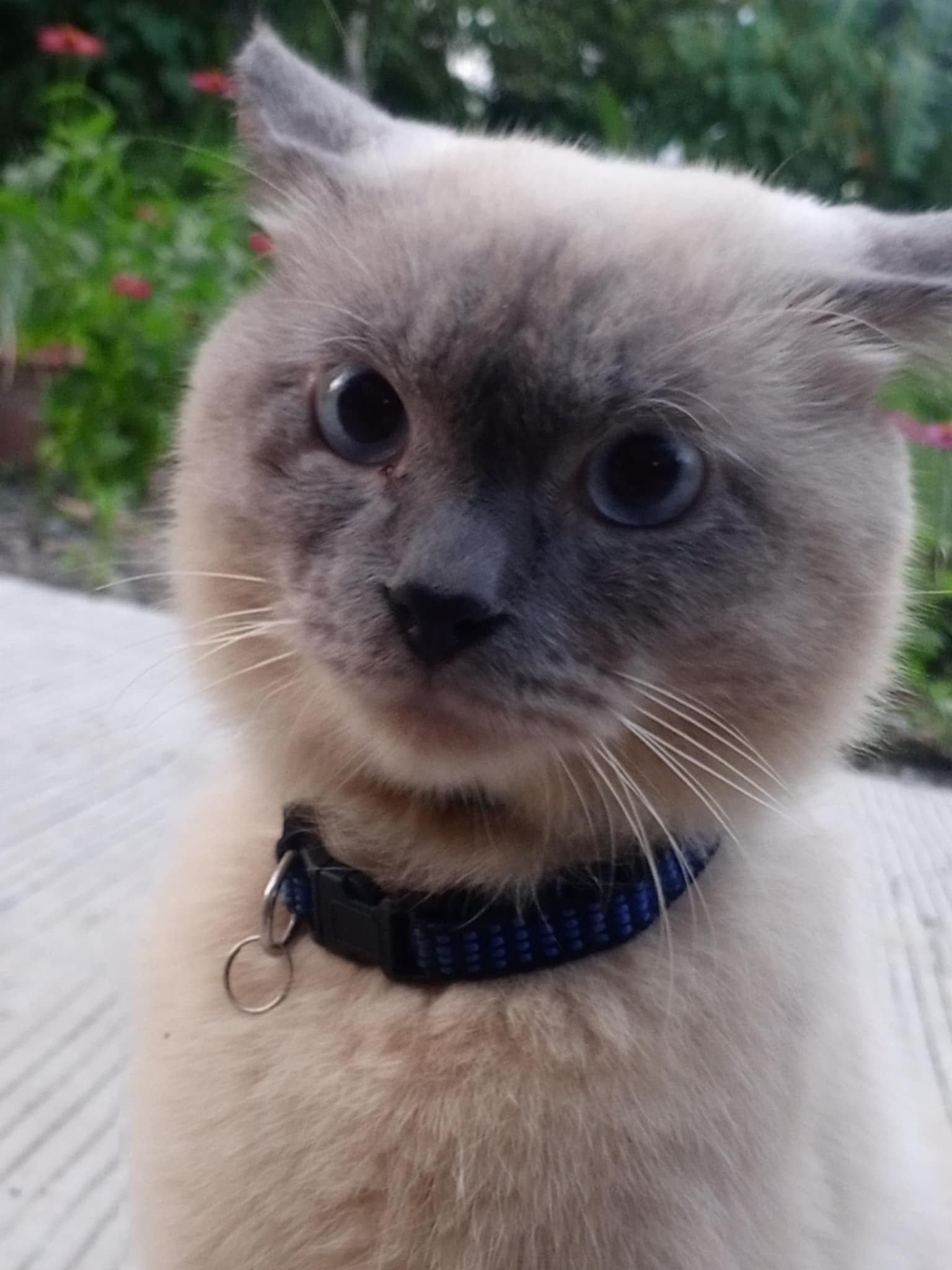 Kheeny Ackerman Profile Picture